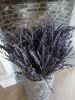 Picture of Gedroogde bos lavendel