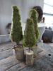 Picture of Kerstboom mos 50 cm