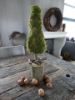 Picture of Kerstboom mos 50 cm