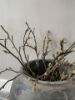 Picture of Magnolia takken 60 cm