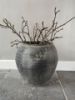 Picture of Magnolia takken 60 cm