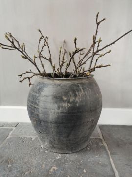 Picture of Magnolia takken 60 cm