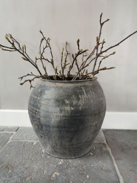 Picture of Magnolia takken 60 cm