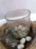 Picture of Robuust windlicht vintage bubbel glas XL