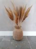 Picture of Pampas pluimen 70 cm warm naturel
