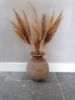 Picture of Pampas pluimen 70 cm warm naturel