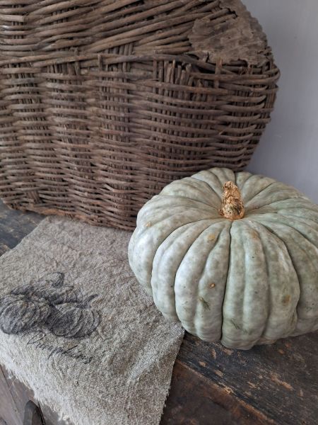 Picture of Pompoen oud grijs groen 25 cm