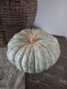 Picture of Pompoen oud grijs groen 25 cm
