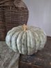 Picture of Pompoen oud grijs groen 25 cm