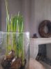 Picture of Windlicht bubbelglas hoog M