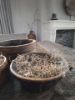 Picture of Zakje gedroogde Tillandsia mos