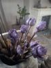 Picture of Bosje kunst tulpen Blue Parrot paars
