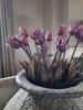 Picture of Bosje kunst tulpen Blue Parrot roze