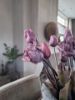 Picture of Bosje kunst tulpen Blue Parrot roze