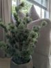 Picture of Cedar Pine kerstboom in pot 80 cm