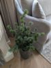 Picture of Cedar Pine kerstboom in pot 80 cm