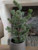 Picture of Cedar Pine kerstboom in pot 80 cm