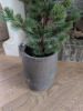 Picture of Cedar Pine kerstboom in pot 80 cm