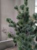 Picture of Cedar Pine kerstboom in pot 80 cm