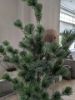 Picture of Cedar Pine kerstboom in pot 80 cm