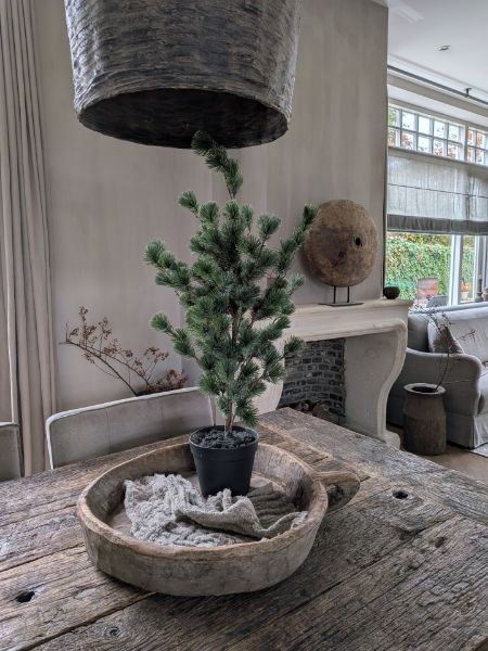 Picture of Cedar Pine kerstboom in pot 80 cm
