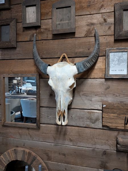 Picture of Grote buffel schedel met hoorns