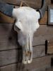 Picture of Grote buffel schedel met hoorns