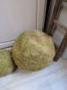 Picture of Mosbol XL 50 cm doorsnede